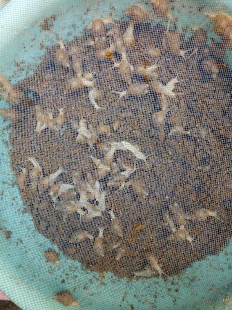 白玉蜗牛