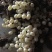 白玉蜗牛