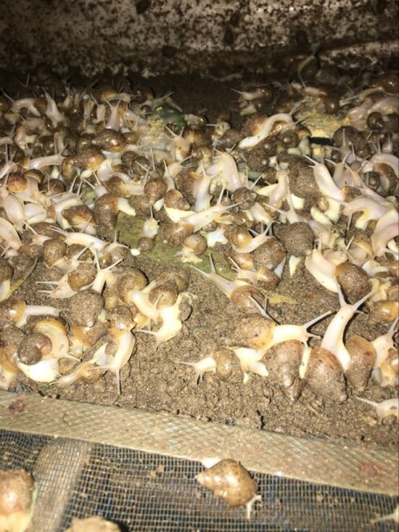白玉蜗牛