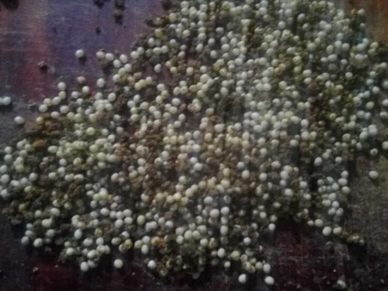 白玉蜗牛