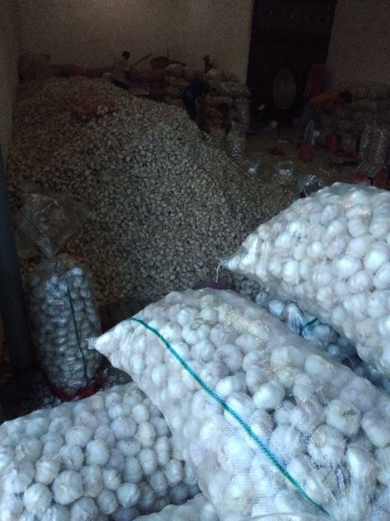金杞大蒜紫皮色，\品质好万亩基地大蒜有专业冷库代加工发往