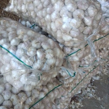 金杞大蒜紫皮色，\品质好万亩基地大蒜有专业冷库代加工发往