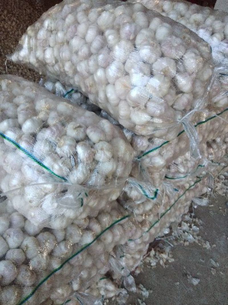 金杞大蒜紫皮色，\品质好万亩基地大蒜有专业冷库代加工发往
