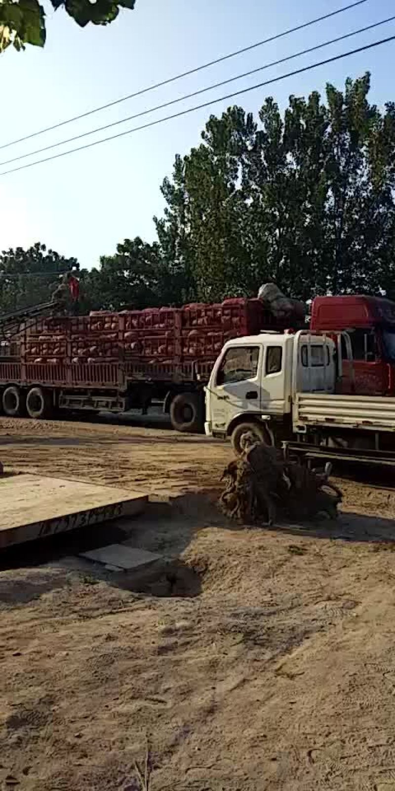 金杞大蒜紫皮色，\品质好万亩基地大蒜有专业冷库代加工发往