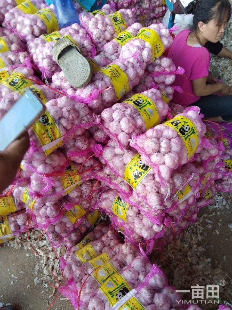 金杞大蒜紫皮色，\品质好万亩基地大蒜有专业冷库代加工发往