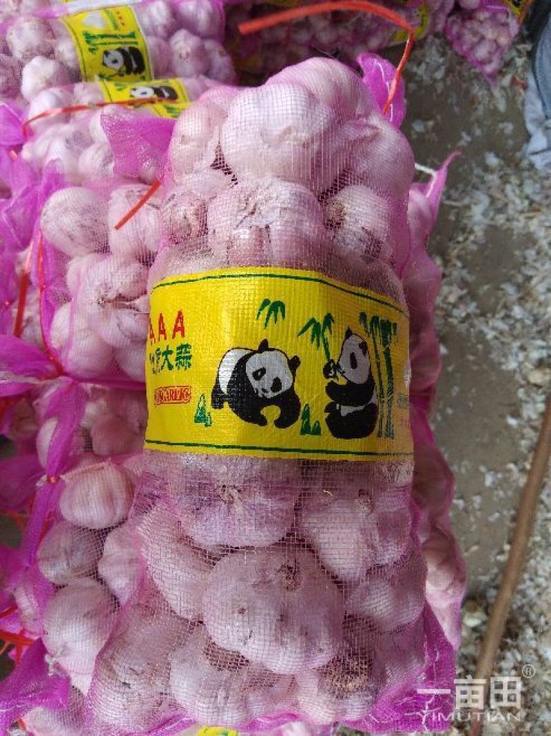 金杞大蒜紫皮色，\品质好万亩基地大蒜有专业冷库代加工发往