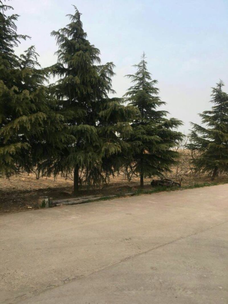 山西雪松苗各种规格的雪松大田苗杯苗，成活率高