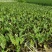紫芋紫芋种植基地紫芋批发价浙江紫芋萧山佳颖园艺