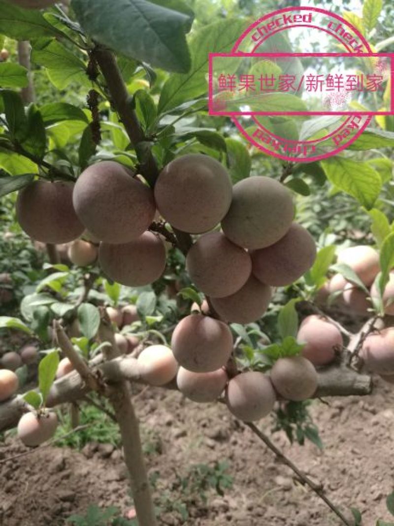 恐龙蛋/杏李/风味玫瑰/味王