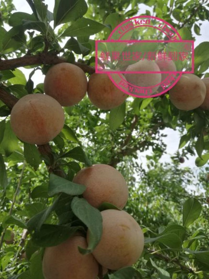恐龙蛋/杏李/风味玫瑰/味王