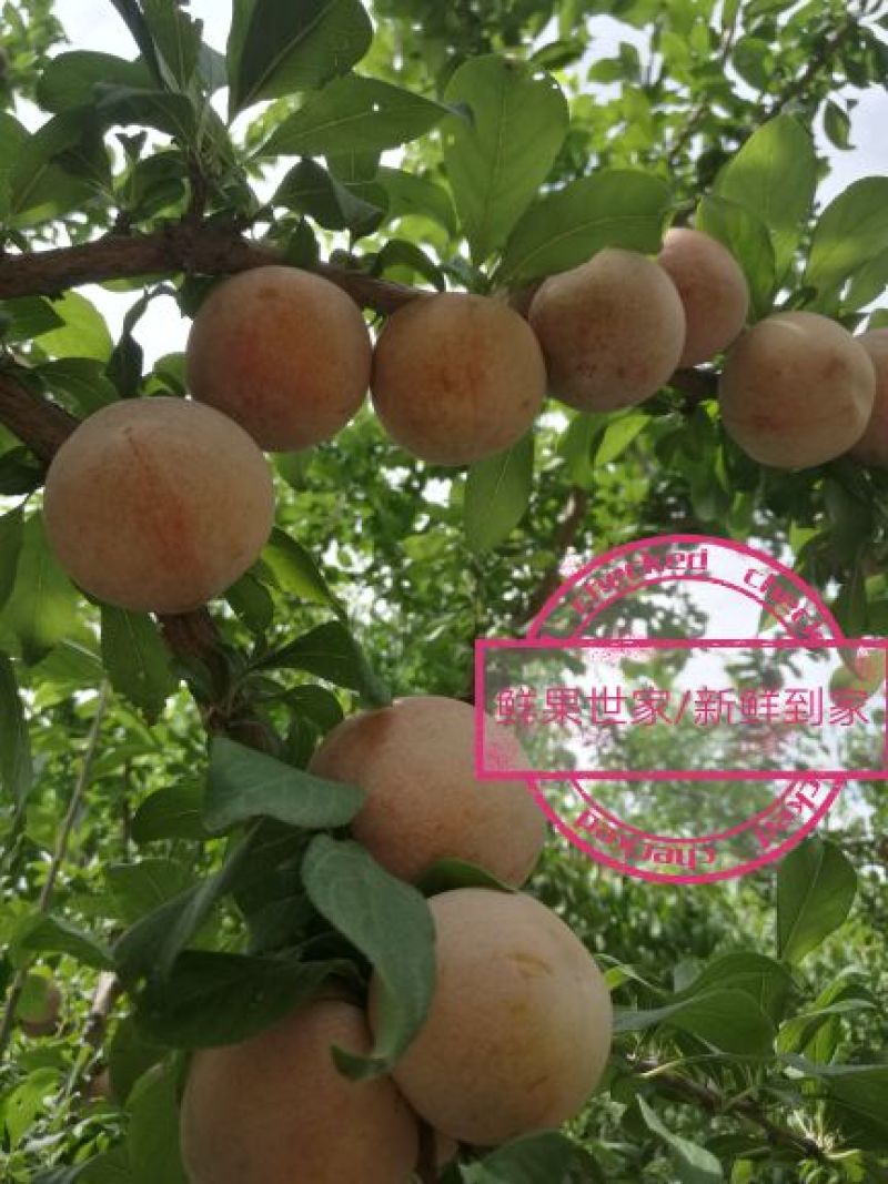 恐龙蛋/杏李/风味玫瑰/味王
