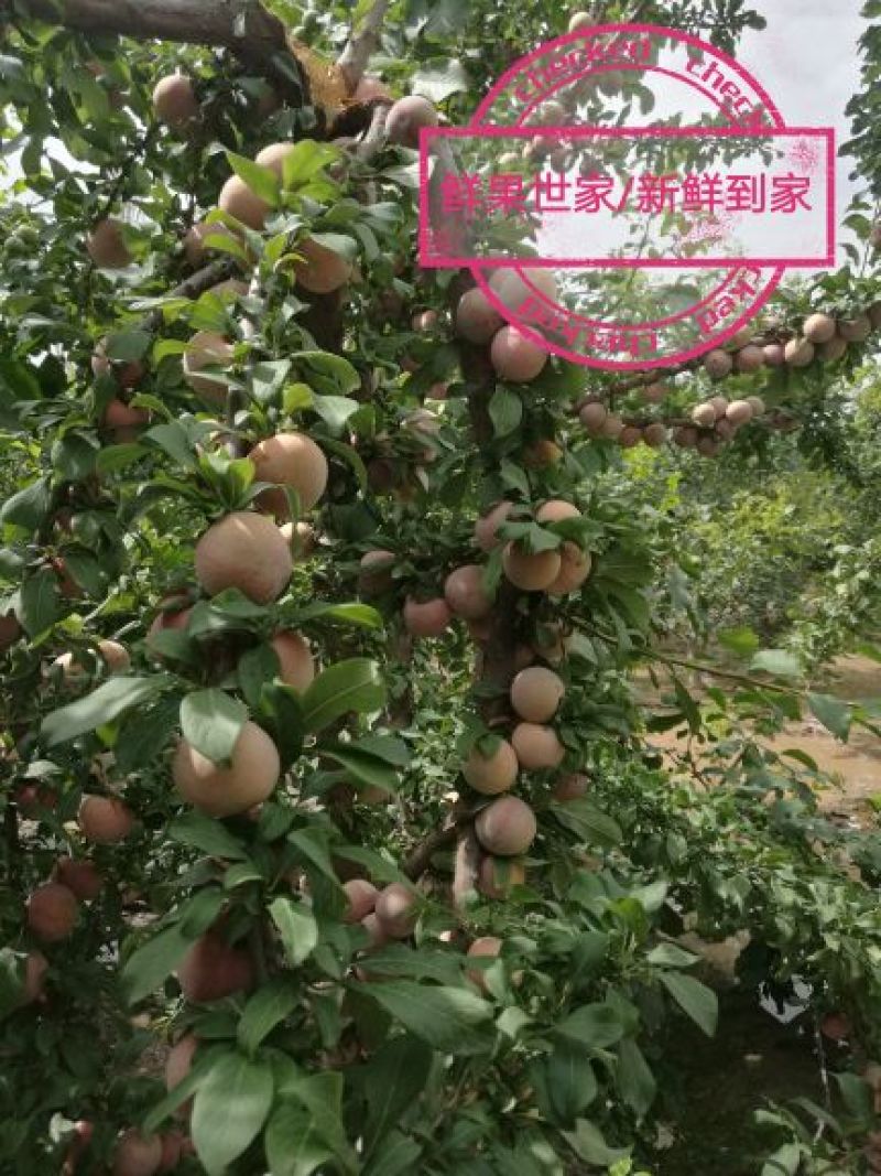 恐龙蛋/杏李/风味玫瑰/味王