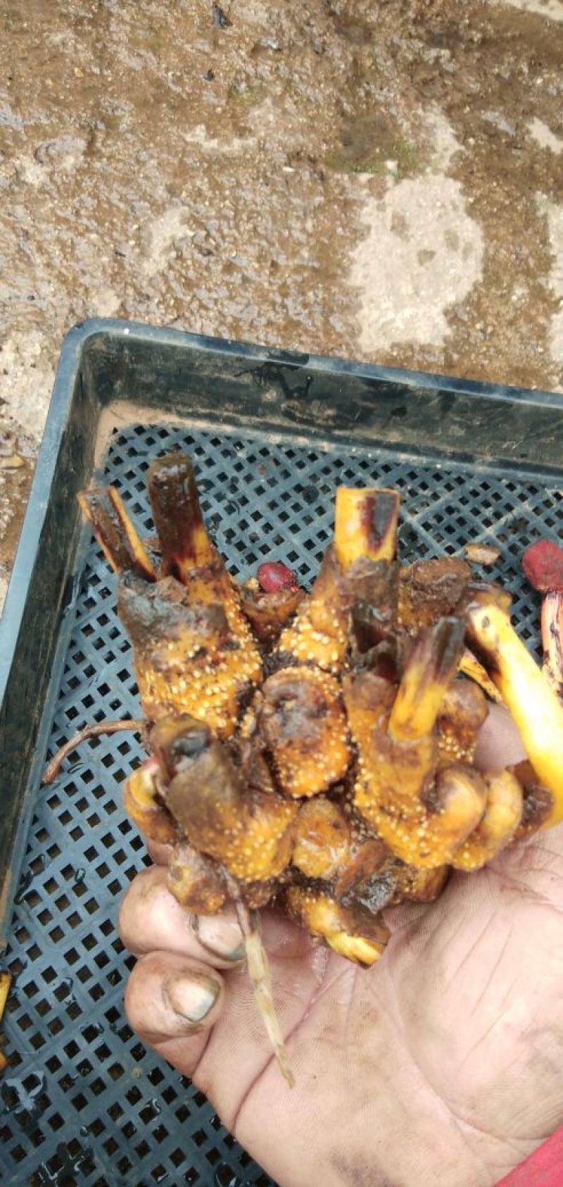蛇菰高海拔无公害野生