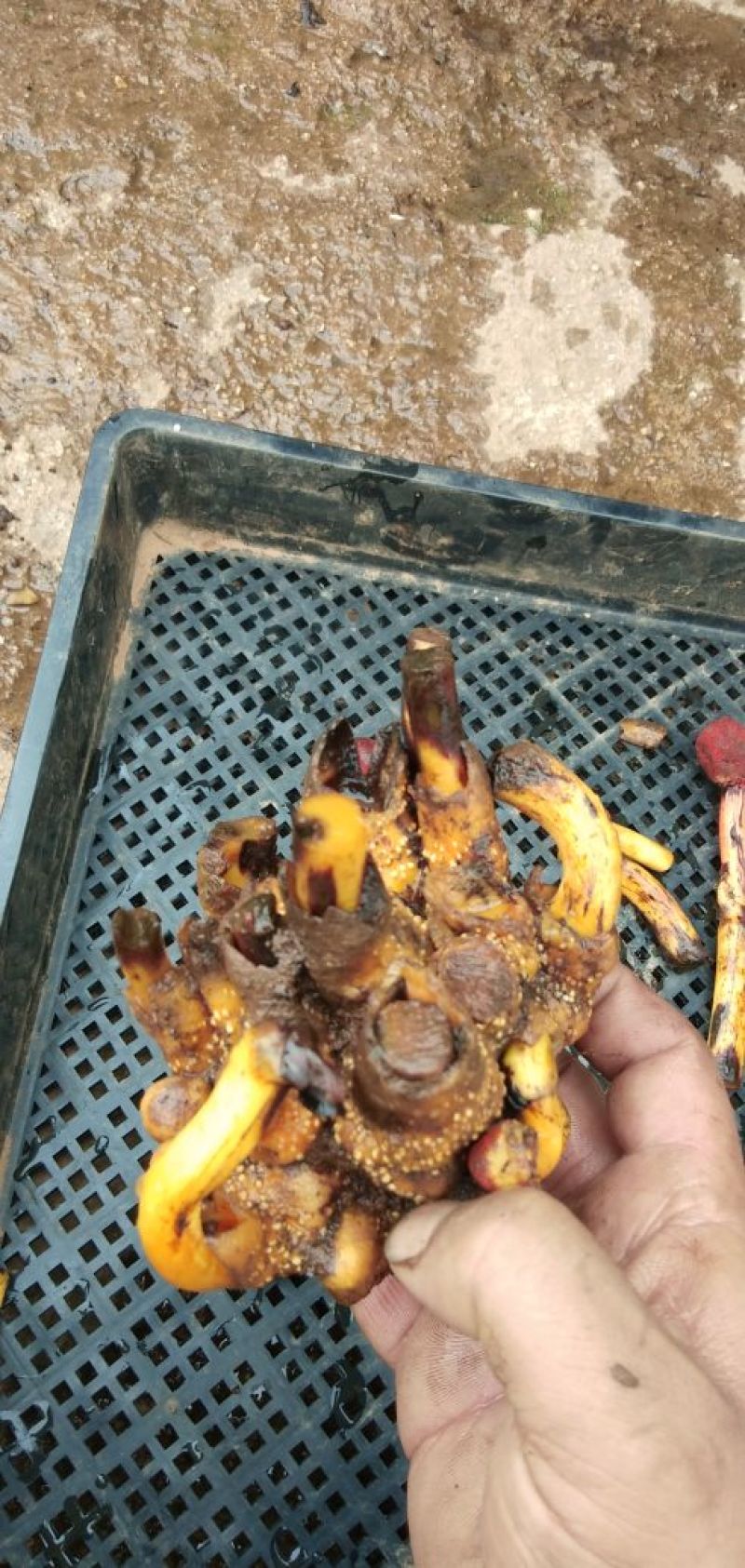 蛇菰高海拔无公害野生