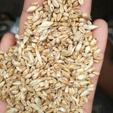 小麦大量上市河南产地直发诚信经营量大从优全国发货