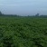 梓树小苗给你更多的选择