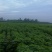 梓树小苗给你更多的选择