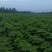 梓树小苗给你更多的选择
