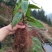 布福娜树苗、黑老虎，种植基地提供