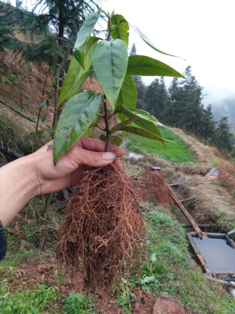 布福娜树苗、黑老虎，种植基地提供