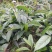 布福娜树苗、黑老虎，种植基地提供