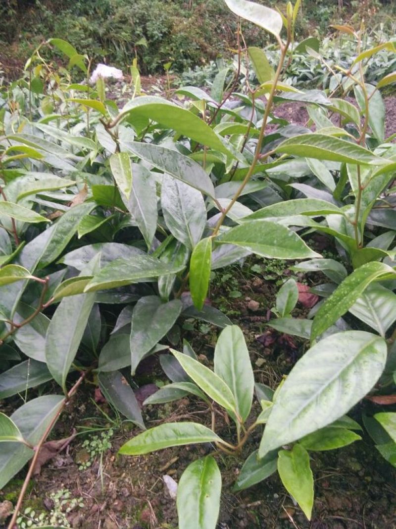 布福娜树苗、黑老虎，种植基地提供