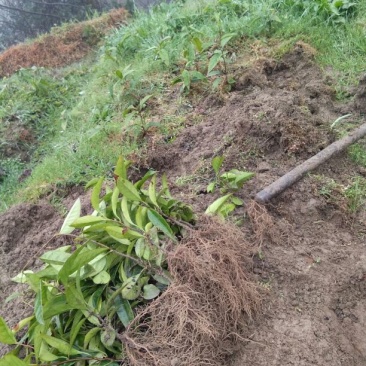 布福娜树苗、黑老虎，种植基地提供
