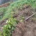 布福娜树苗、黑老虎，种植基地提供