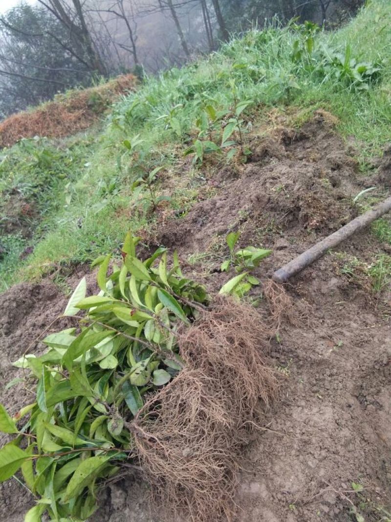 布福娜树苗、黑老虎，种植基地提供