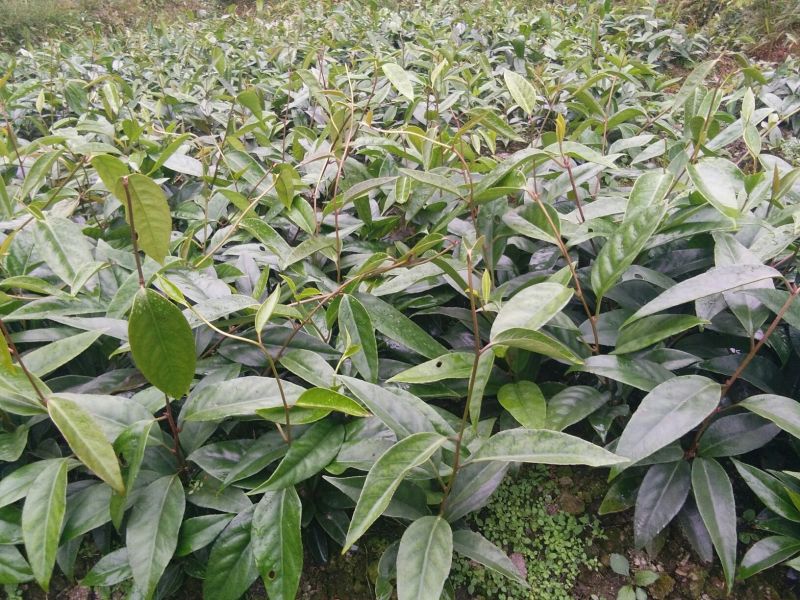 布福娜树苗、黑老虎，种植基地提供