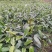 布福娜树苗、黑老虎，种植基地提供