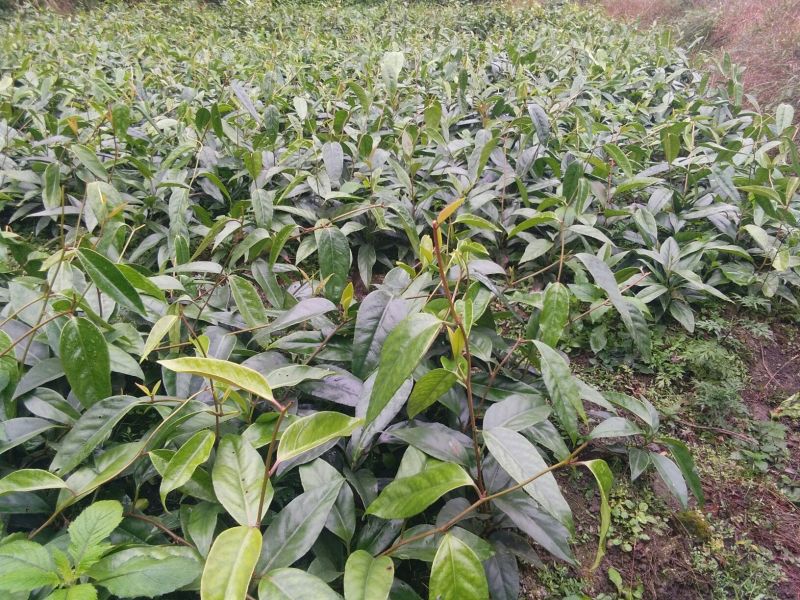 布福娜树苗、黑老虎，种植基地提供