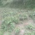 布福娜树苗、黑老虎，种植基地提供