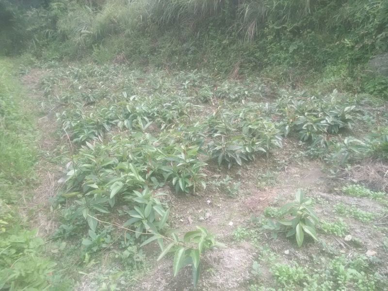 布福娜树苗、黑老虎，种植基地提供