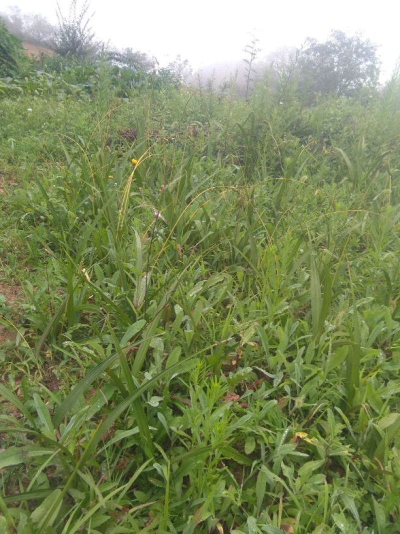 供应野生三叉白芨苗子果夹球块