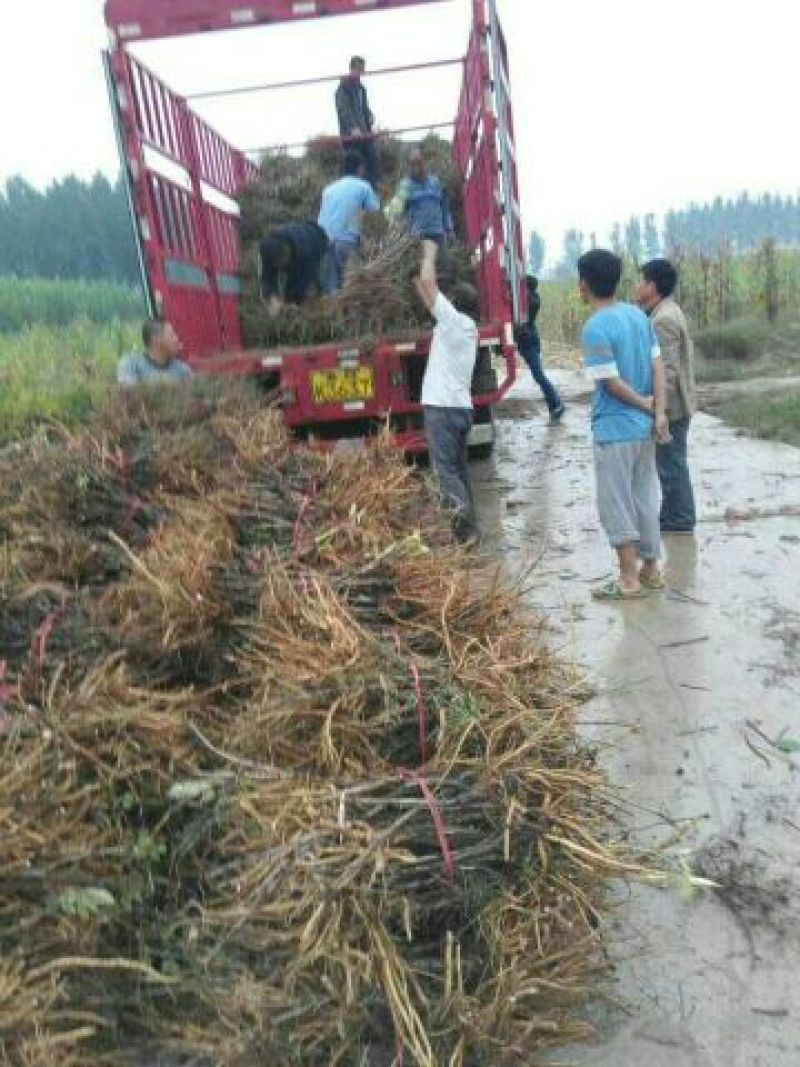 油用牡丹苗基地直销，现要现挖，保成活，质量好价格低