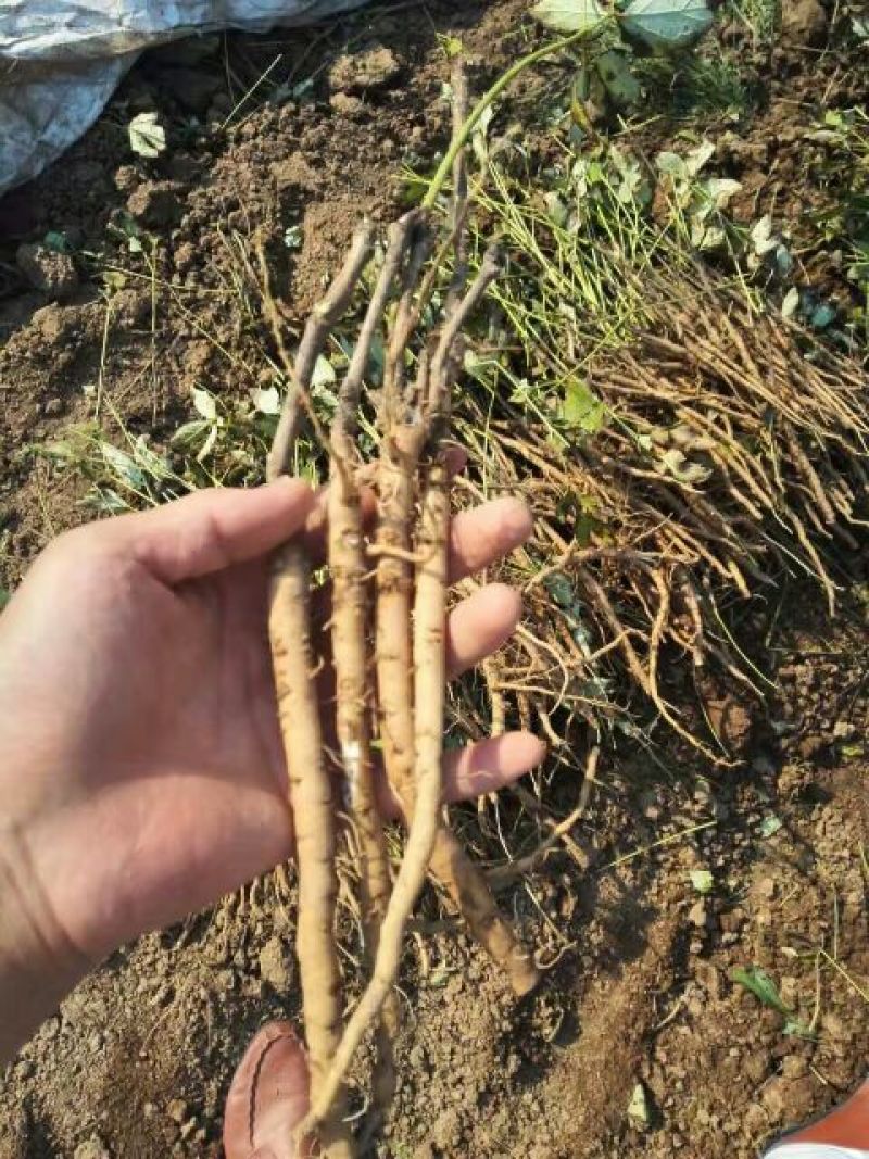 油用牡丹苗基地直销，现要现挖，保成活，质量好价格低