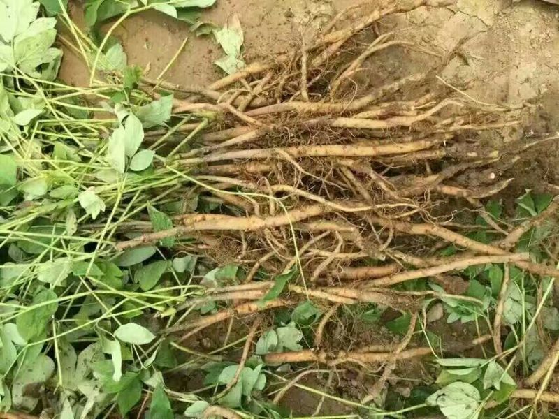 油用牡丹苗基地直销，现要现挖，保成活，质量好价格低