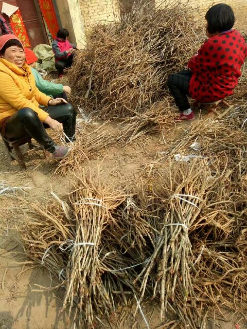 油用牡丹苗基地直销，现要现挖，保成活，质量好价格低