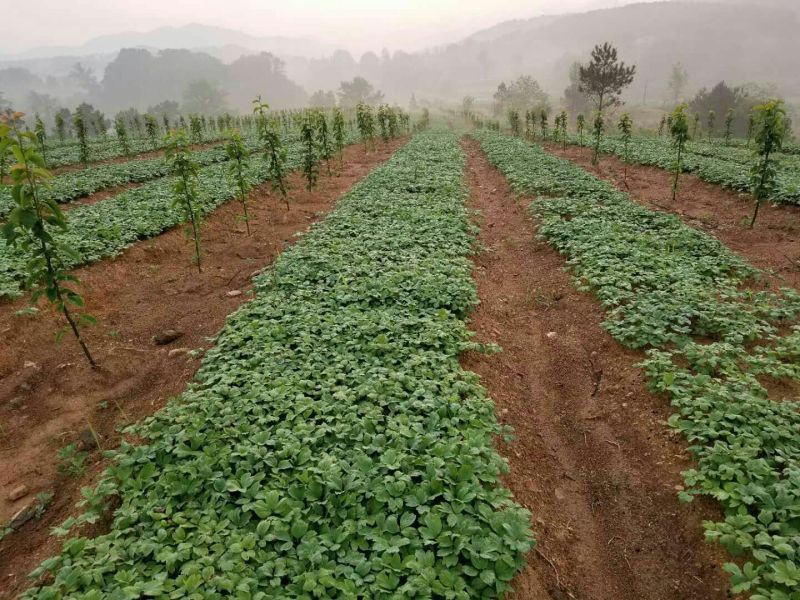 油用牡丹苗基地直销，现要现挖，保成活，质量好价格低