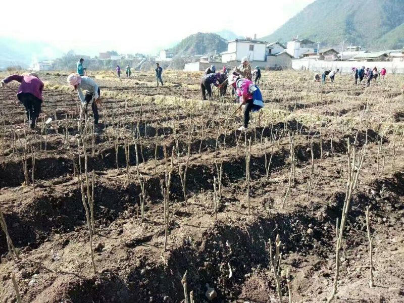 油用牡丹苗基地直销，现要现挖，保成活，质量好价格低
