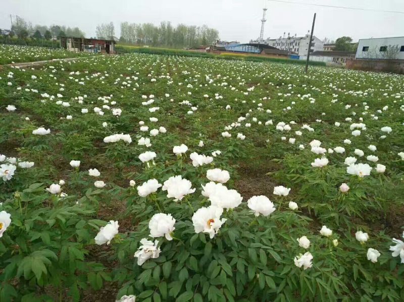 油用牡丹苗基地直销，现要现挖，保成活，质量好价格低