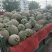 【热售】甘肃民勤西州蜜精品产地直供可视频看货