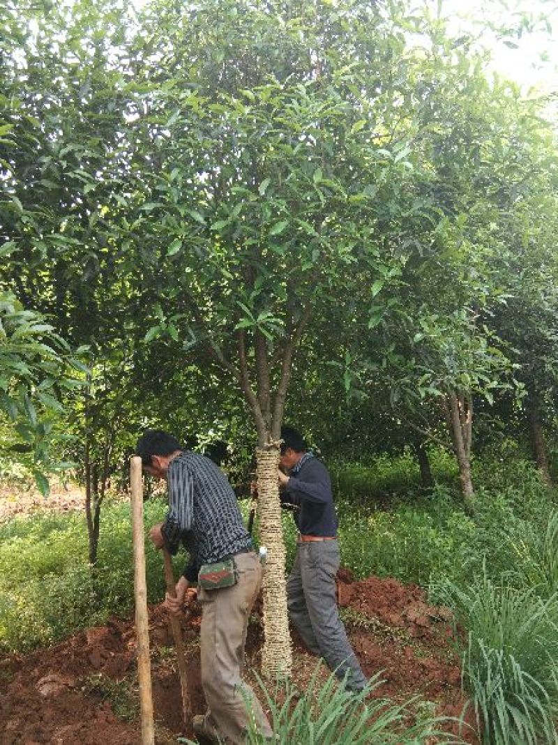 桂花树金桂丹桂，四季桂基地直销1到30公分独杆丛生