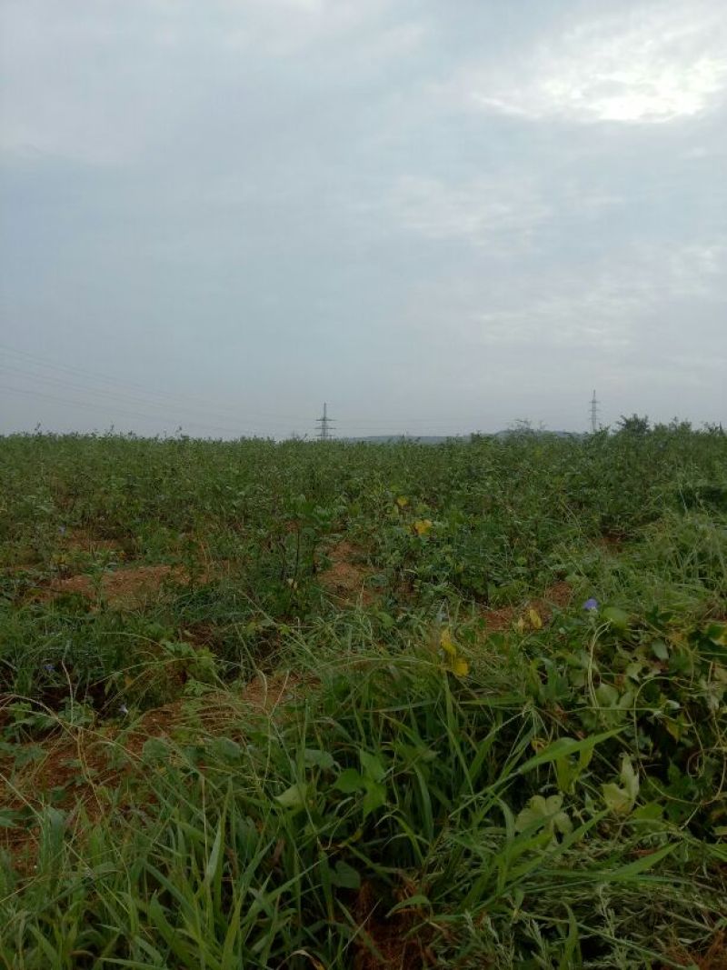 颠茄草2020新草欢迎各位老板前来考察
