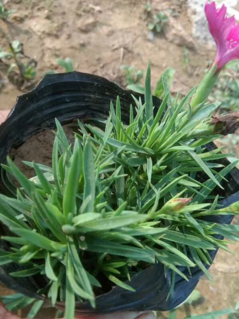 欧石竹基地直销量大从优