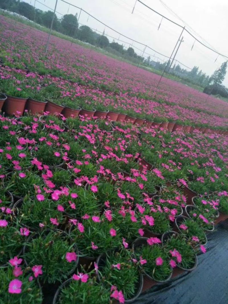 欧石竹基地直销量大从优