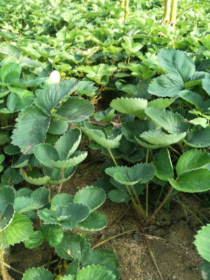 天仙醉草莓苗