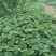 天仙醉草莓苗