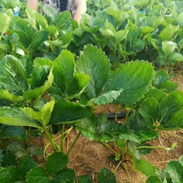 天仙醉草莓苗